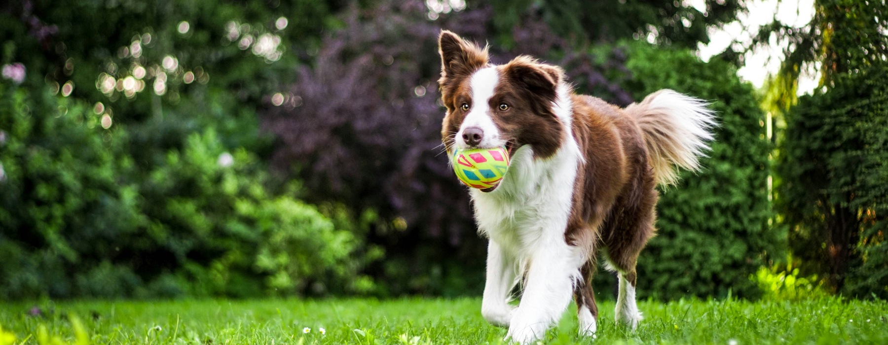 Dog playing with a ball in a spacious, grassy dog park.