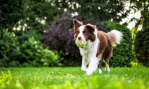 Dog playing with a ball in a spacious, grassy dog park.